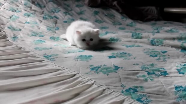 Babykatze. Quelle: Youtube Screenshot