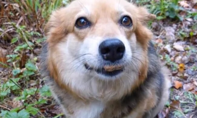 Der Hund. Quelle: Screenshot YouTube