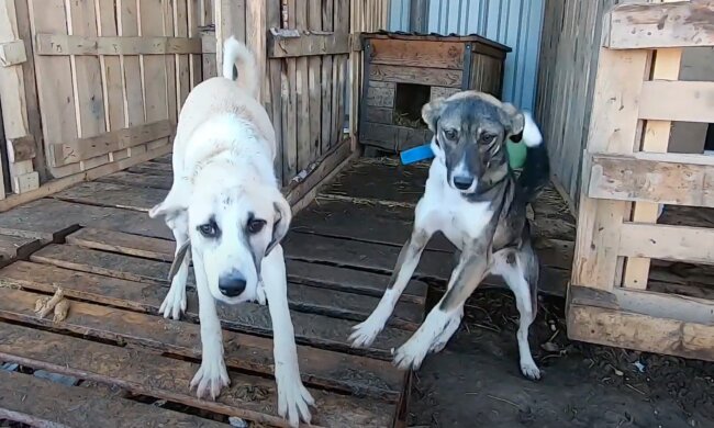 Das Paar gab 55000 Dollar für ein Haus für Hunde mit besonderen Bedürfnissen aus