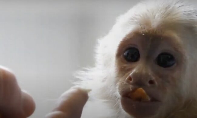 Affe. Quelle: Screenshot YouTube