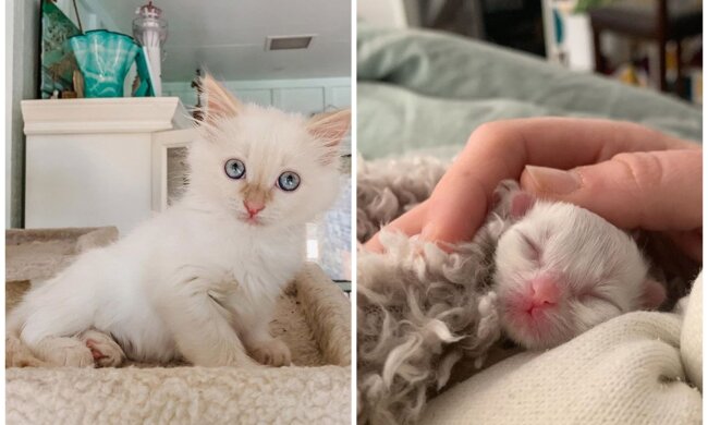 Kätzchen. Quelle: Screenshot