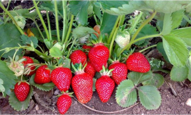 Top-Dressing, das Ihnen viele leckere Erdbeeren gibt: ein einfacher und effektiver Tipp