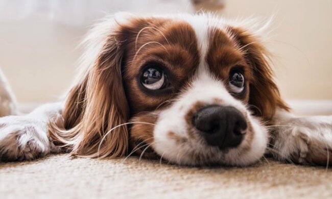 Einen Namen für einen Hund zu finden, ist ein aufregender Moment. Quelle: Screenshot YouTube