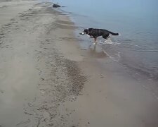 Hund im Wasser. Quelle: Youtube Screenshot