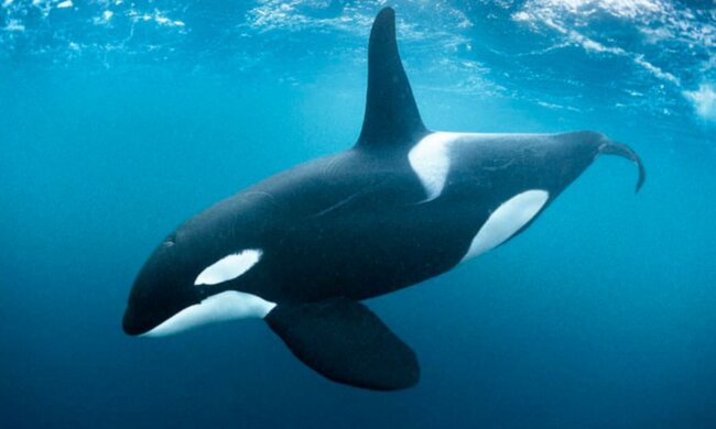 Ein Orca tauchte aus den Tiefen des Ozeans auf und teilte sein Essen mit einer Frau, weil er glaubte, sie brauche Hilfe