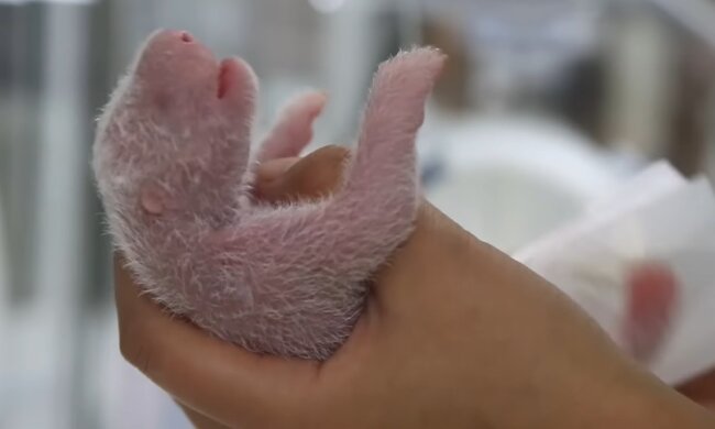 Panda-Baby. Quelle: Youtube Screenshot