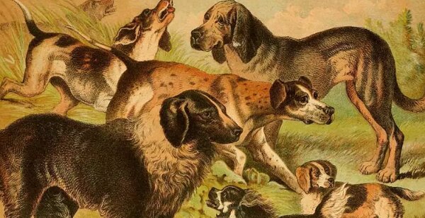 Vor 11 000 Jahren: Welche Hunde es in der Antike gab