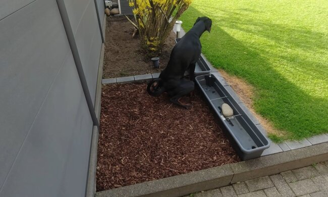 Nachbarschaftsstreit um Hundekot. Quelle: Youtube Screenshot