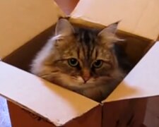 Katze im Karton. Quelle: Screenshot Youtube