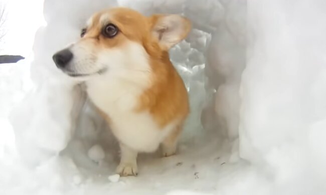 Hund im Schnee. Quelle: YouTube Screenshot