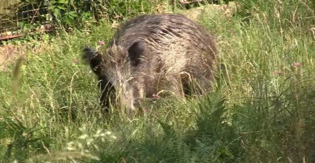 Wildschwein. Quelle: Youtube Screenshot