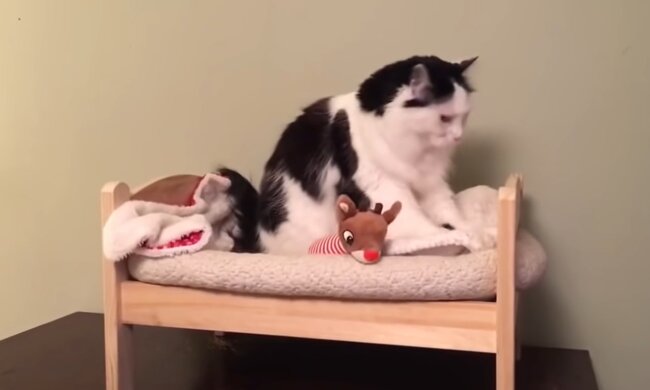 Katze auf dem Sofa. Quelle: Youtube Screenshot