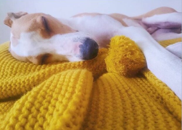Freundlichkeit im Herzen: Die 89-jährige Frau strickte 450 Decken und Pullover für Hunde aus Tierheimen