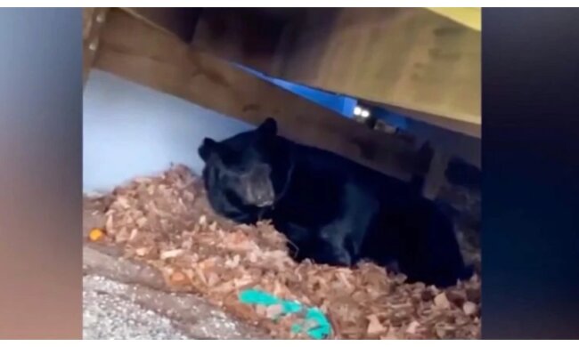 Schwarzbär im Winterschlaf. Quelle: Screenshot YouTube