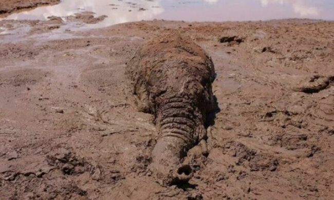 Der Elefant fiel in eine Schlammfalle und die Leute ließen ihn nicht in Schwierigkeiten