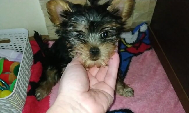 Yorkie. Quelle: YouTube Screenshot