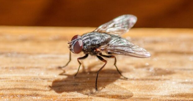 Wie ein Mann, der eine Fliege fängt, zerstört versehentlich sein Haus