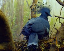 Der "fabelhafte Vogel": die größte und schönste Taube, die kaum vom Pfau zu unterscheiden ist