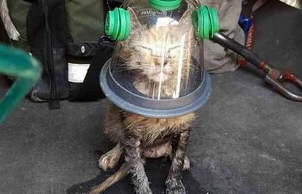 Feuerwehrleute verwenden eine spezielle Maske, um eine bewusstlose Katze zu retten