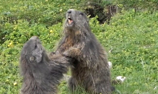 In Österreich lebt ein Junge, der hinter seinem Rücken "Herr der Murmeltiere" genannt wird