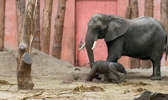 Wunder im Zoo. Quelle: Youtube Screenshot