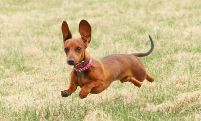 Dackel riskierte sein eigenes Leben, um seine Geliebte vor einem riesigen Tier zu retten