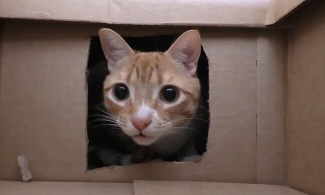 Kater in der Kiste. Quelle: Youtube Screenshot