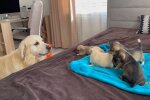 Labrador Jerry und seine niedlichen Welpen. Quelle: Youtube Screenshot