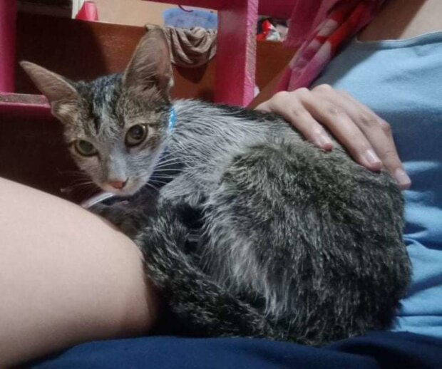 Ein Mädchen fand eine streunende Katze in der Nähe von Mülltonnen: Wie sieht das Tier aus, das liebevolle Besitzer gefunden hat