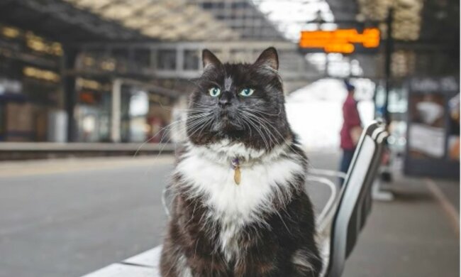 Pelziger Passagier. Quelle: Screenshot YouTube