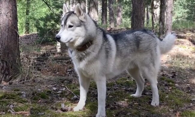 Hündin . Quelle: Screenshot YouTube