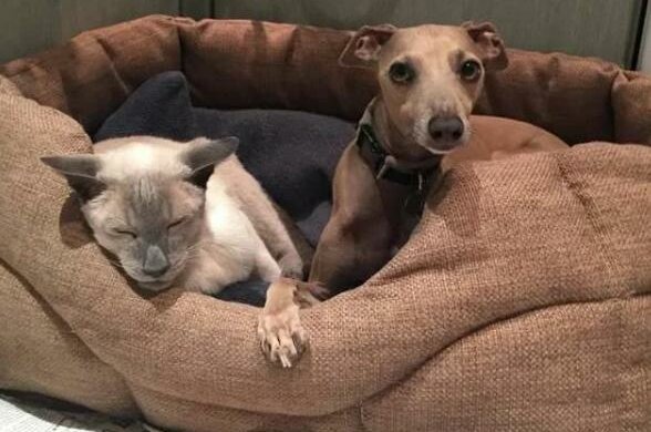 17-jährige Katze wurde langsam krank, aber dank der Fürsorge der Besitzer veränderte sich ihr Leben