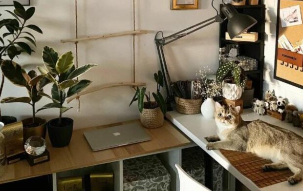 Die Frau hat in ihrem Haus einen echten Dschungel geschafft und wohnt mit ihrer Katze zwischen Pflanzen