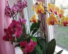 Natürliche Dressings für Orchideen aus Bananenschalen