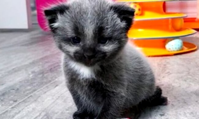 Kätzchen Jenny mit ungewöhnlicher Färbung und sein Abenteuer aus den ersten Tagen seines Lebens