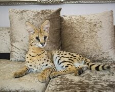 Eine Familie mit kleinen Kindern hatte keine Angst, eine Wildkatze im Haus zu haben