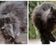 Der Kater verlor beide Hinterpfoten: Er wurde von einem Jungen behandelt, der ihm beibrachte, auf den Vorderbeinen zu laufen