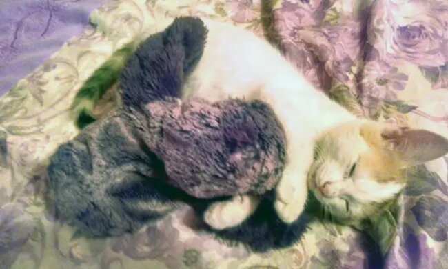 Foto: zen.yandex.com