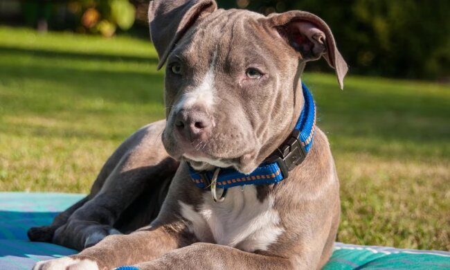 Lieber Hund. Quelle: Youtube Screenshot