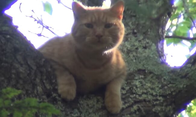 Katze auf dem Baum. Quelle: YouTube Screenshot