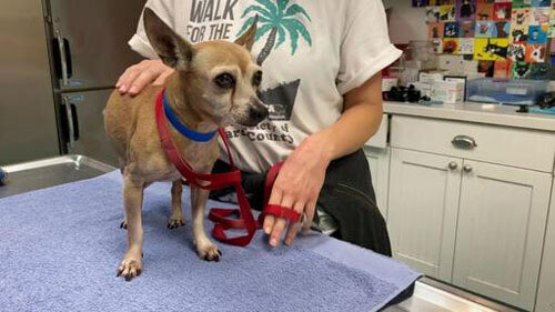 Wie ein Hund, der sechs Jahre lang zu Hause nicht war, sich in einem anderen Staat zeigte