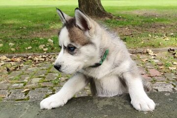 Husky-Welpe. Quelle: Screenshot Youtube
