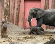 Wunder im Zoo. Quelle: Youtube Screenshot