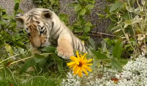 Alles Gute zum Geburtstag: Seltene goldene Tigerbabys wurden in China geboren