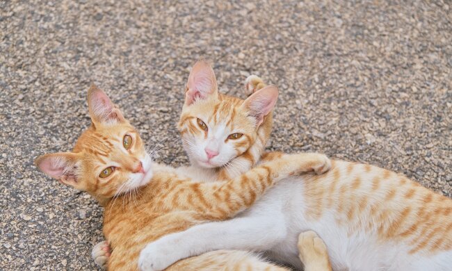 Gute Menschen haben 11 Katzen gerettet, die die vorherigen Besitzer aufgegeben haben