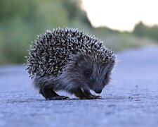 Ein Mann bekam Angst um einen Igel und nahm ihn mit sich nach Hause: am Morgen wurde er ein "Jungpapa"