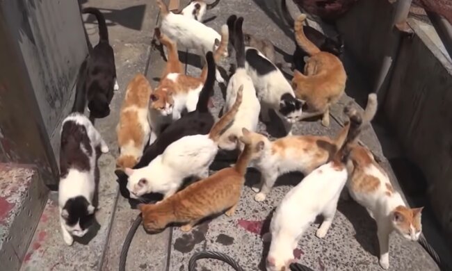 Ungewöhnliche Sehenswürdigkeit. Quelle: Screenshot YouTube