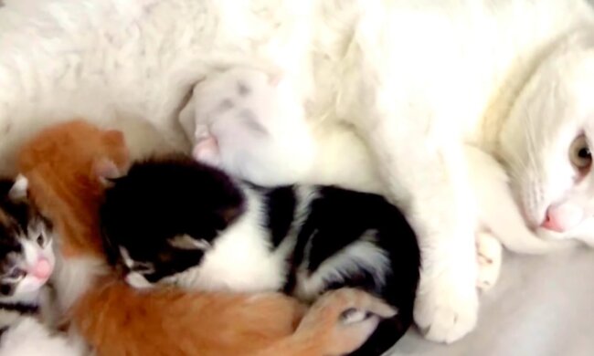 Katzenfamilie. Quelle: Youtube Screenshot
