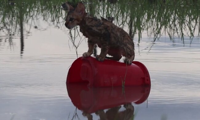 Nasses Kätzchen. Quelle: YouTube Screenshot