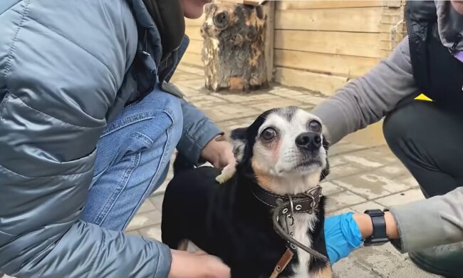 Tierheimhund. Quelle: Youtube Screenshot